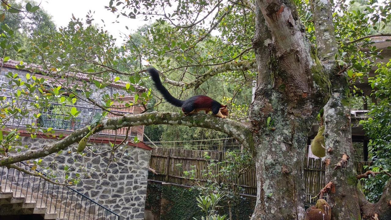 Wildernest 3*