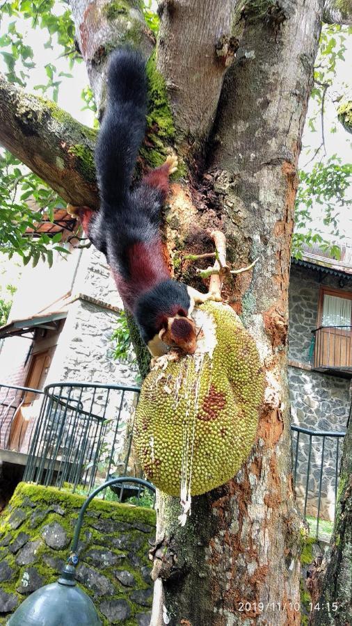 बिस्तर और नाश्ता Wildernest Thekkady