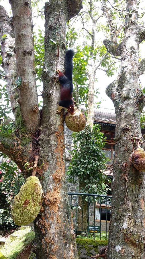 बिस्तर और नाश्ता Wildernest